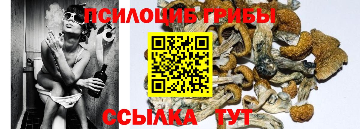 Галлюциногенные грибы Psilocybine cubensis  Вход с VPN  Псилоцибиновые грибы мицелий  Донской 